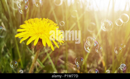 Yellow flower, dandelion, and dreen grass in sunlight. Soap bubbles floating in the air. Blurred natural abstract background. Stock Photo