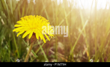 Yellow flower, dandelion, and green grass in sunlight. Blurred natural abstract background. Stock Photo
