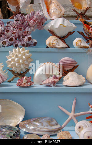 Colourful sea shells arranged on a market stall in Chioggia, Venice, Italy Stock Photo