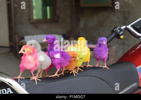 Coulur-full hen chicks standing on bike cute chicks in chackwal, Pakistan Stock Photo