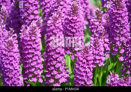 Spotted Madeiran Orchid, Dactylorhiza foliosa in Stock Photo