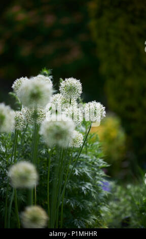 Allium stipitatum 'Mount Everest' growing in a summer garden Stock Photo