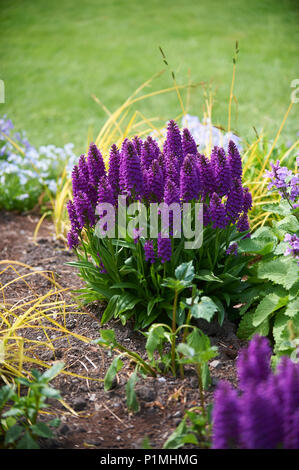 Spotted Madeiran Orchid, Dactylorhiza foliosa in Stock Photo