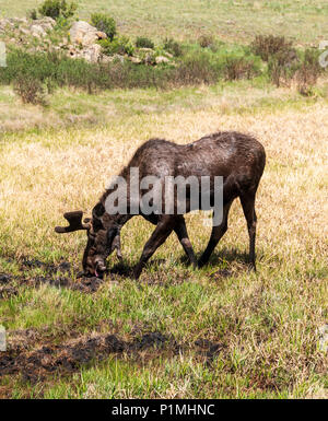 Wild Bull Moose (Alces alces); Kenosha Pass, central Colorado; USA Stock Photo