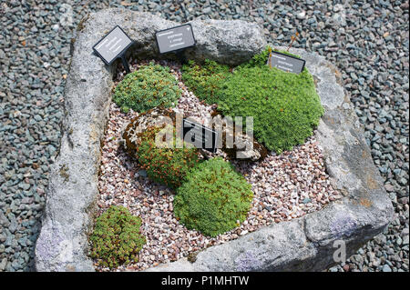 A Group of Saxifrage (rockfoil) growing in an old stone trough Stock Photo