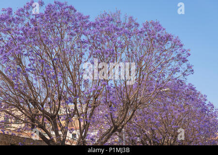 Italy Sicily Palermo purple lilac mauve Blue Jacaranda mimosifolia Black Poui or Fern Tree Jacaranda Acutifolia street scene avenue Stock Photo