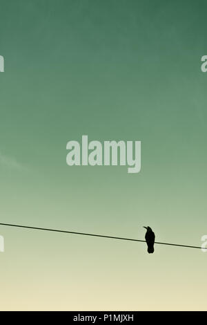 a solitary black crow standing on a wire Stock Photo