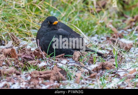Adult Common Blackbird (Turdus merula) on frost covered ground in Winter in West Sussex, England, UK. Stock Photo