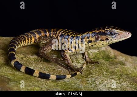 The Golden tegu (Tupinambis teguixin) is a large, powerful, lizard species found across large parts of tropical South America. Stock Photo