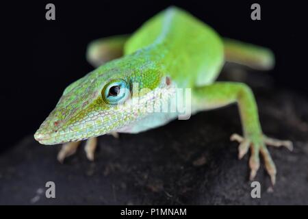 The Carolina anole (Anolis carolinensis) is an arboreal anole lizard native to the southeastern United States (west to Texas) and introduced elsewhere Stock Photo