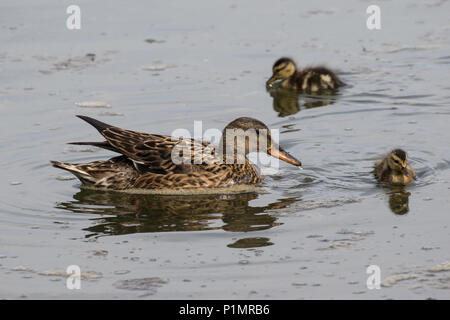 Gadwall (female) and young Stock Photo