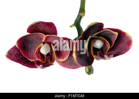 blossoming beautiful small twig of dark red orchid, phalaenopsis is isolated on white background, close up Stock Photo