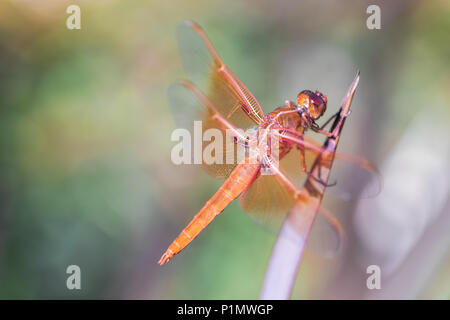 Flame (firecracker) Skimmer (Libellula saturata dragonfly) resting on a leaf. Stock Photo