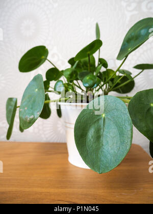 Pilea peperomioides or pancake plant ( Urticaceae) on a wooden table Stock Photo