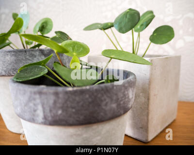 Pilea peperomioides or pancake plant ( Urticaceae) Stock Photo