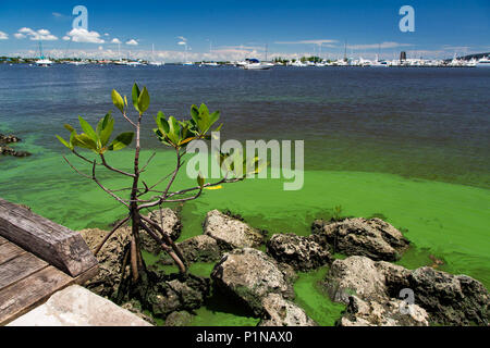 Stuart, Florida, USA. 12th June, 2018. Algae collects along the the shore of Shepard Park on the St. Lucie River near downtown Stuart June 12, 2018. Credit: Allen Eyestone/The Palm Beach Post/ZUMA Wire/Alamy Live News Stock Photo