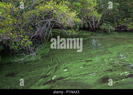 Stuart, Florida, USA. 12th June, 2018. A cove near Riverland Mobile Home Park and Marina on the South Fork of the St. Lucie River below the Indian Street bridge in Stuart on June 12, 2018. Credit: Allen Eyestone/The Palm Beach Post/ZUMA Wire/Alamy Live News Stock Photo