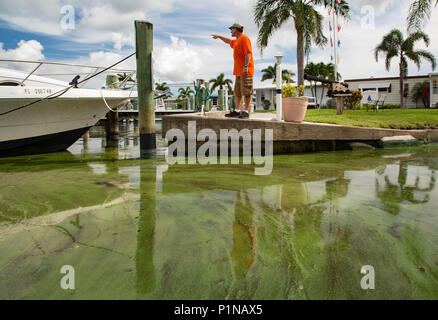 Stuart, Florida, USA. 12th June, 2018. Tom Nolan, maintenance worker at Riverland Mobile Home Park and Marina on the South Fork of the St. Lucie River, says the algae has been going in an out of the marina with the tide near the Indian Street bridge in Stuart on June 12, 2018. Credit: Allen Eyestone/The Palm Beach Post/ZUMA Wire/Alamy Live News Stock Photo