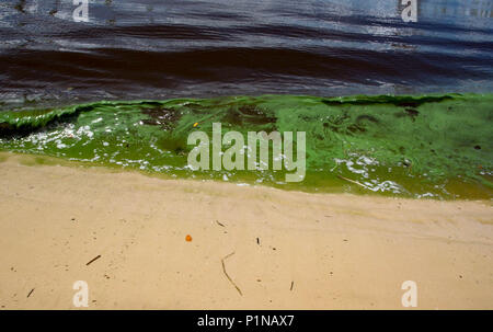 Stuart, Florida, USA. 12th June, 2018. Algae laps the shore near the Deck Restaurant on the North Fork of the St. Lucie River in Stuart on June 12, 2018. Credit: Allen Eyestone/The Palm Beach Post/ZUMA Wire/Alamy Live News Stock Photo