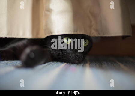 A Black cat peering from underneath a curtain Stock Photo