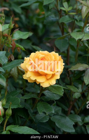 Rosa ‘Golden beauty’ / Korberbeni.  Cluster-flowered bush rose Stock Photo