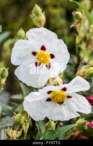 Common gum cistus (Cistus × cyprius) flowers Stock Photo