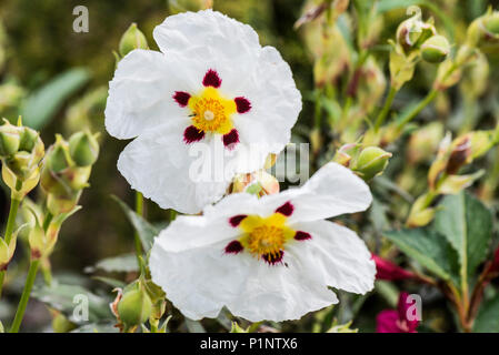 Common gum cistus (Cistus × cyprius) flowers Stock Photo