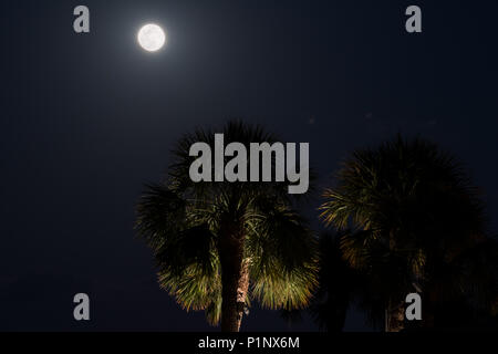Silhouette of palm trees leaves isolated looking up against dark black blue night sky in Naples, Florida with bright full moon shining, detail on crat Stock Photo