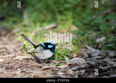 A Superb Fairywren forages on the ground in Adelaide, South Australia's Morialta Conservation Park. Stock Photo