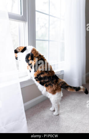 Funny calico cat leaning on windowsill window sill standing on hind legs vertical trick looking up watching between curtains blinds outside Stock Photo