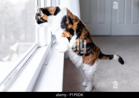 Funny one calico cat closeup leaning on windowsill window sill standing on hind legs trick watching between curtains blinds outside Stock Photo