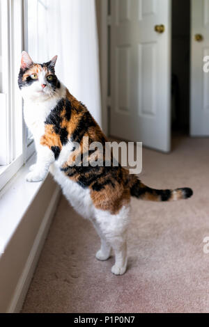 Funny guilty distracted calico cat leaning on windowsill window sill standing on hind legs trick looking up watching between curtains blinds outside Stock Photo