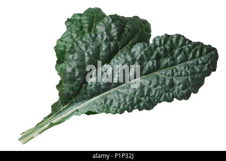 Curly leaf Cabbage or Kale, Nero di Toscana (Brassica oleracea)