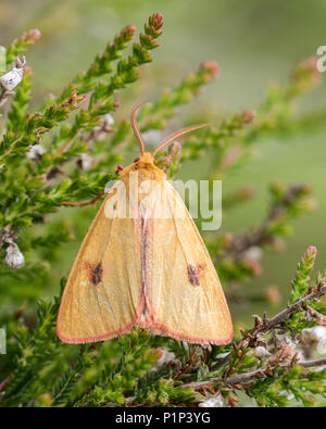 Clouded Buff Moth male (Diacrisia sannio) perched on heather in upland habitat. Tipperary, Ireland Stock Photo