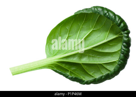 Tatsoi or tat choy, an Asian leaf mustard (Brassica rapa var. rosularis) Stock Photo
