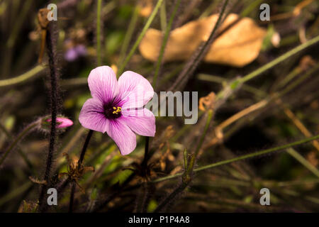 Madeira Cranesbill (Geranium maderense) Stock Photo