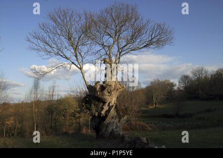 paisaje y castaño cerca de Parada de Sil (cañones / gargantas del río Sil). Stock Photo