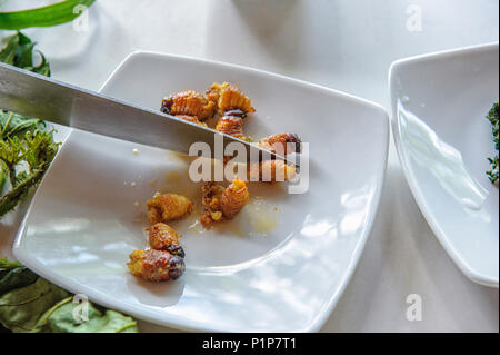 Fried palm tree weevil larvae served in the Amazon rain forest, Napo Province Ecuador Stock Photo