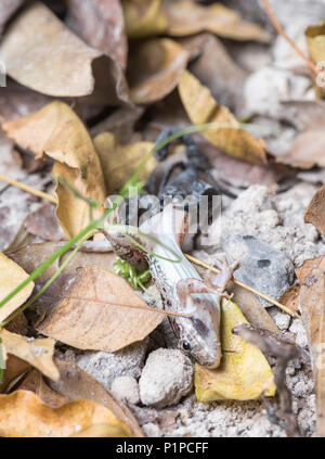 Scorpion eating frog Stock Photo