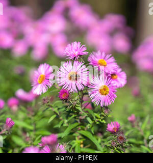 Symphyotrichum dumosum close-up, bushy aster, plant in the aster family. Picturesque bright plant in autumn Stock Photo