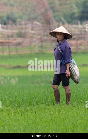 Female worker wearing a conical hat standing in the rice paddy fields and looking at the camera Stock Photo