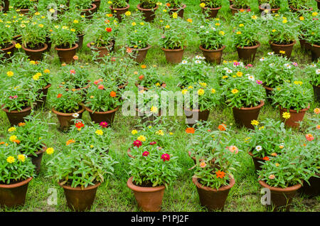 Colourful flowers blossoming in pots in rows on the grass, Mysore Palace; Mysore, Karnataka, India Stock Photo