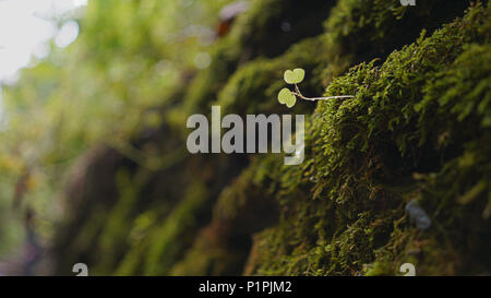 Clover on Rock Face Stock Photo