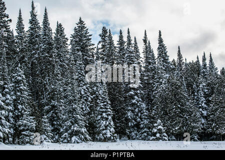 Snow-covered coniferous trees; Foster, Quebec, Canada Stock Photo