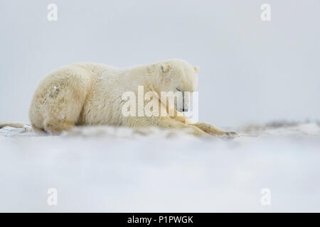 Polar bear (Ursus maritimus) laying across a rock in the wild, Northern ...