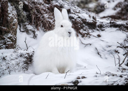 Arctic hare (Lepus arcticus) in the snow; Churchill, Manitoba, Canada Stock Photo