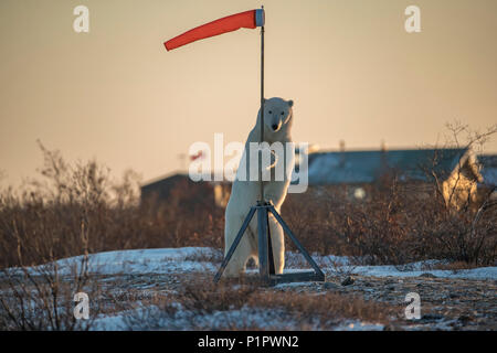 Polar bear (Ursus maritimes) standing up holding onto a wind sock; Churchill, Manitoba, Canada Stock Photo