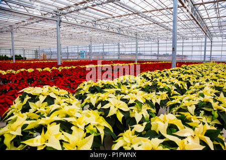 Rows of multi-coloured poinsettias that were grown in a greenhouse operation nearing the Christmas season; St. Albert, Alberta, Canada Stock Photo