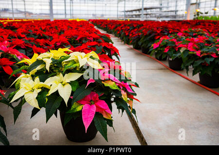 Rows of multi-coloured poinsettias that were grown in a greenhouse operation nearing the Christmas season; St. Albert, Alberta, Canada Stock Photo