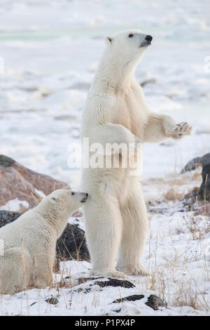 Mother Polar bear (Ursus maritimes) standing in the snow assessing danger; Churchill, Manitoba, Canada Stock Photo
